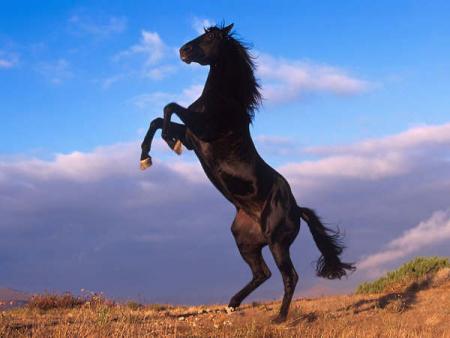 les chevaux